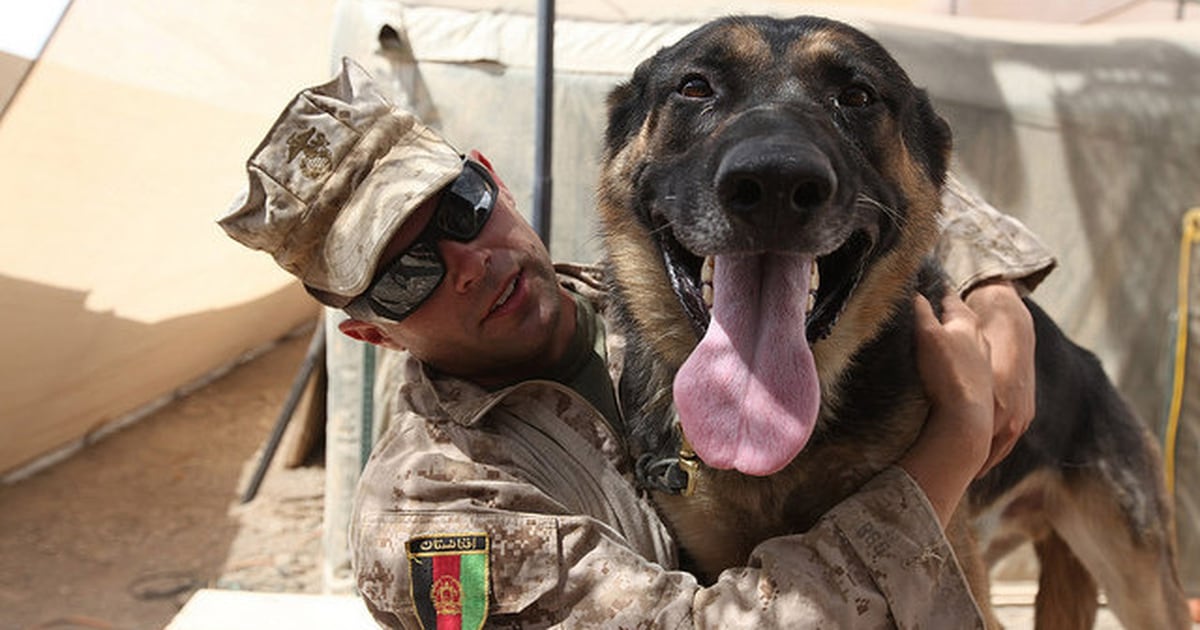 What it's really like to be a dog handler in the US military
