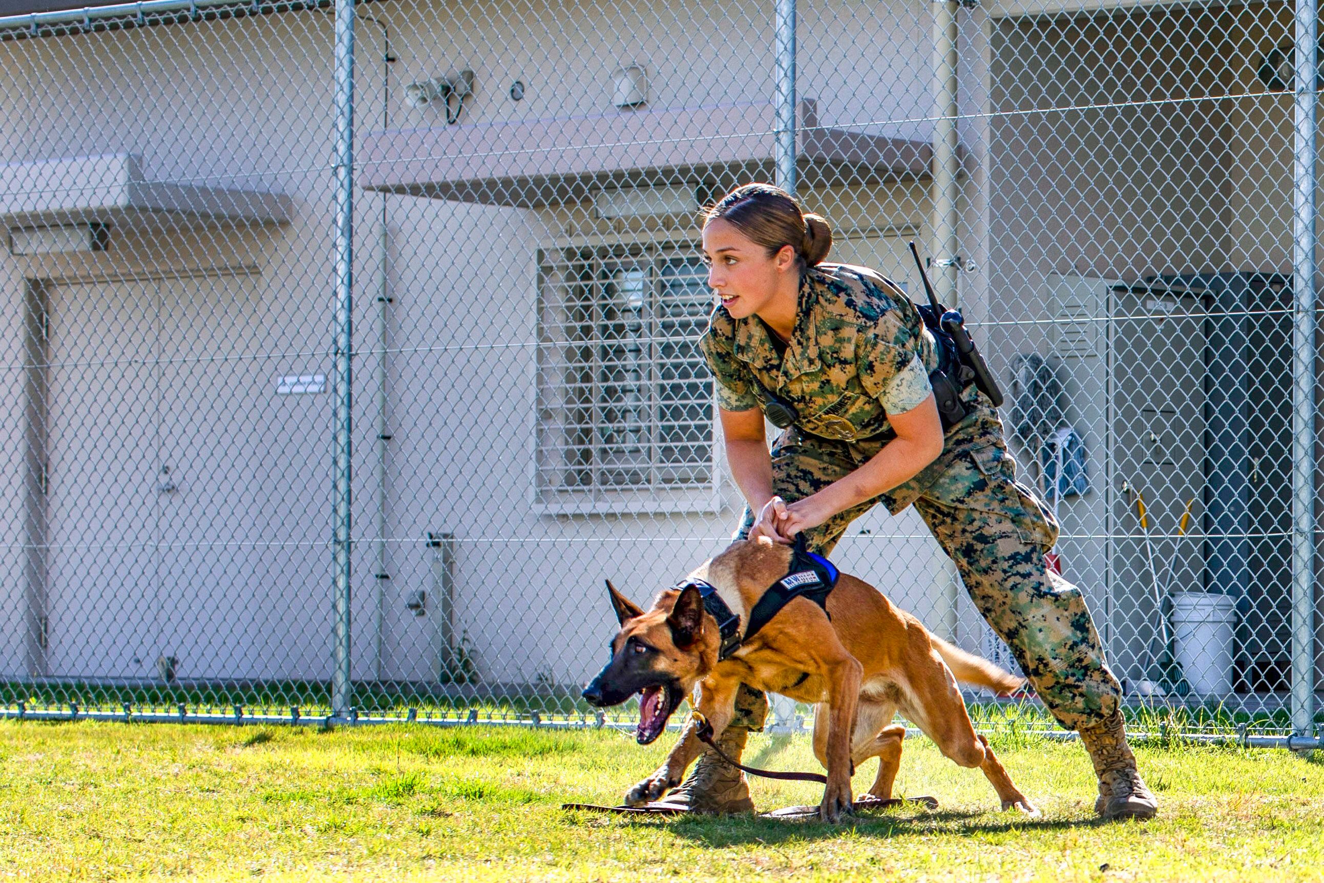 Military working dogs discount