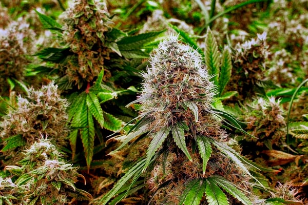 In this 2015 photo, marijuana plants with their buds covered in white crystals called trichomes, are a few weeks away from harvest in the 