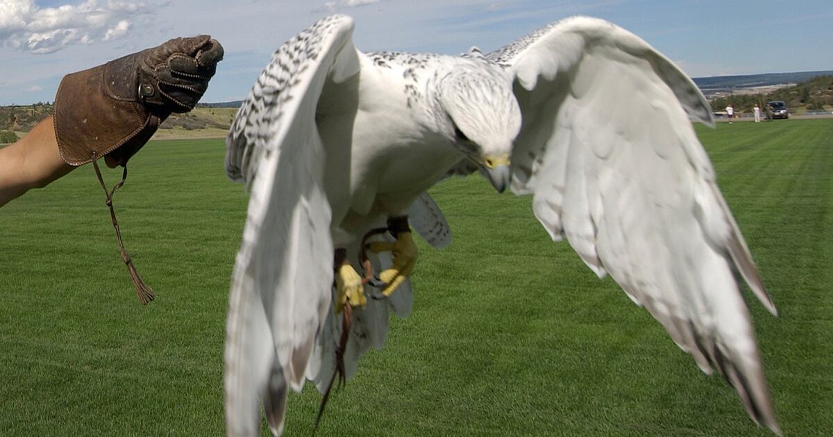 Air Force Mascot Injured In West Point Prank