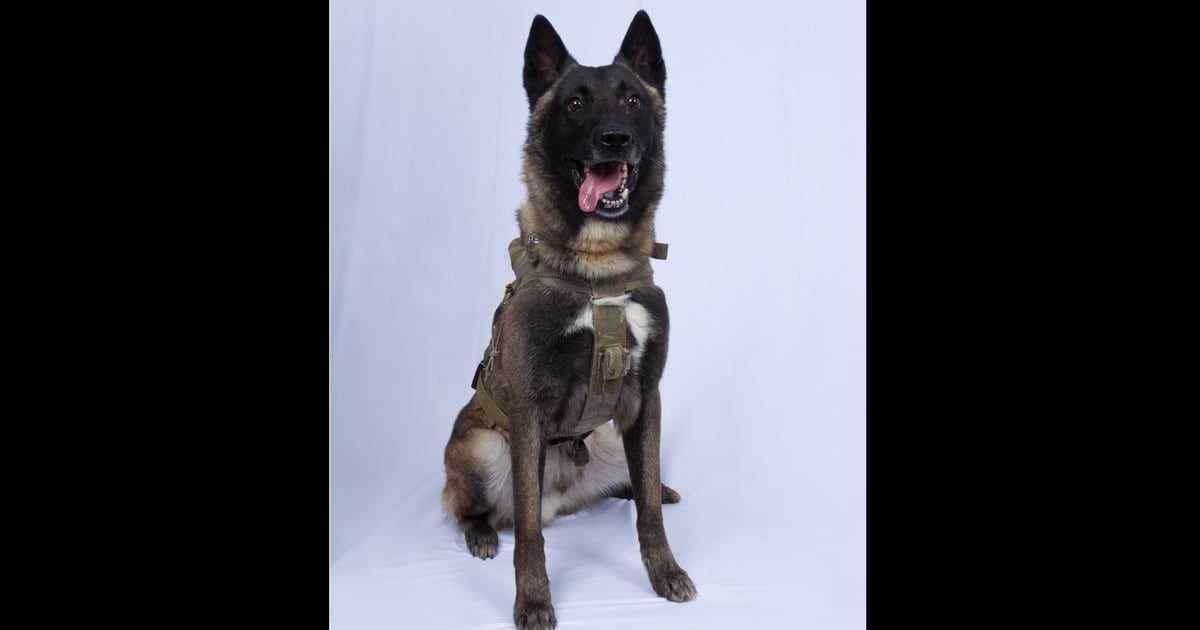 T Shirts Mugs Featuring Famous Military K 9 Conan For Sale