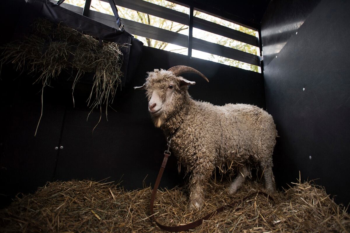 Naval Academy Gets Its Goat 37th Mascot Joins The Herd