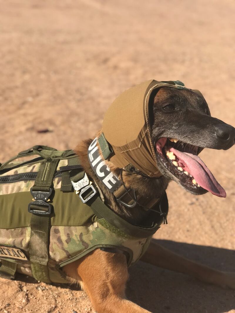 Military dogs need hearing protection too