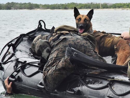Marine Raiders from Marine Corps Forces Special Operations Command K-9 Unit conduct water casts off the coast of Naval Air Station Key West during the Special Operations Command’s multi-purpose canine handler training. (Danette Baso Silvers/Marine Corps)