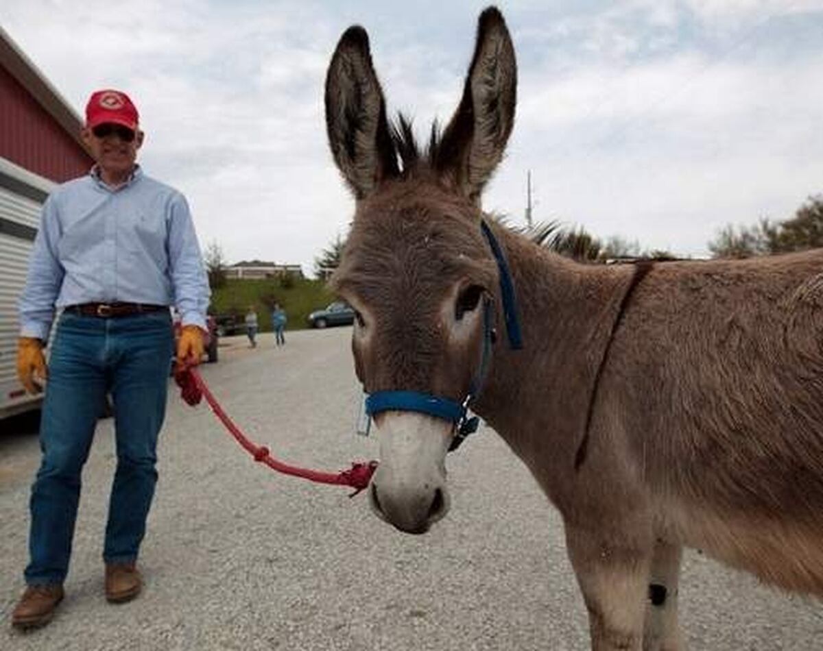 Mexican Donkey show