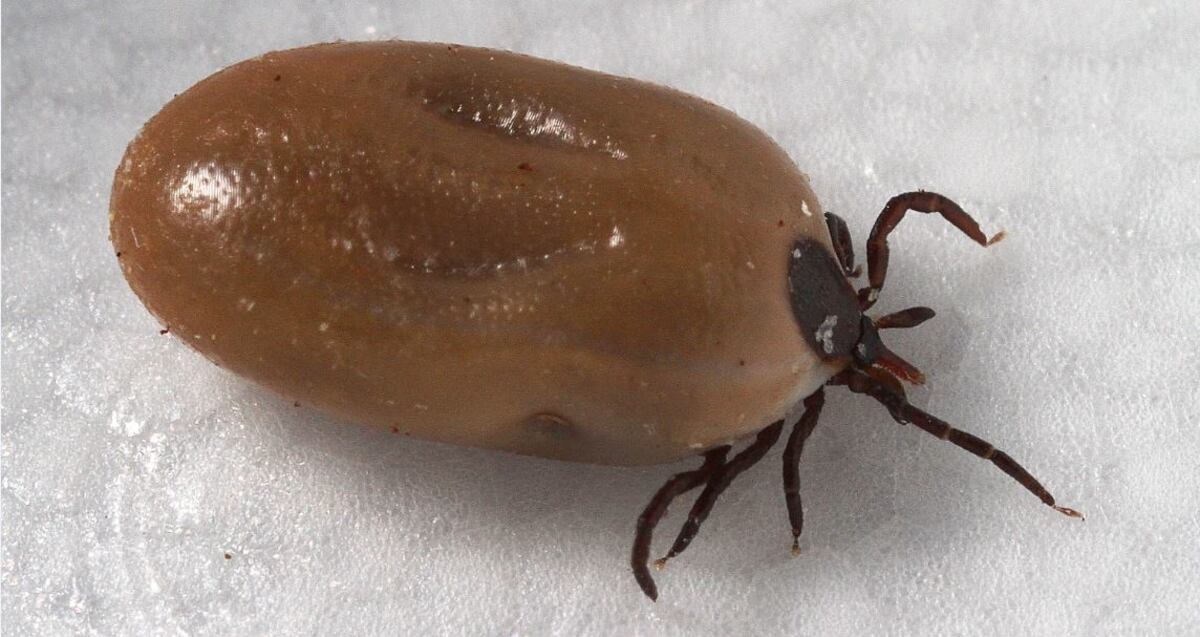 No Lyme Disease Is Not An Escaped Bioweapon