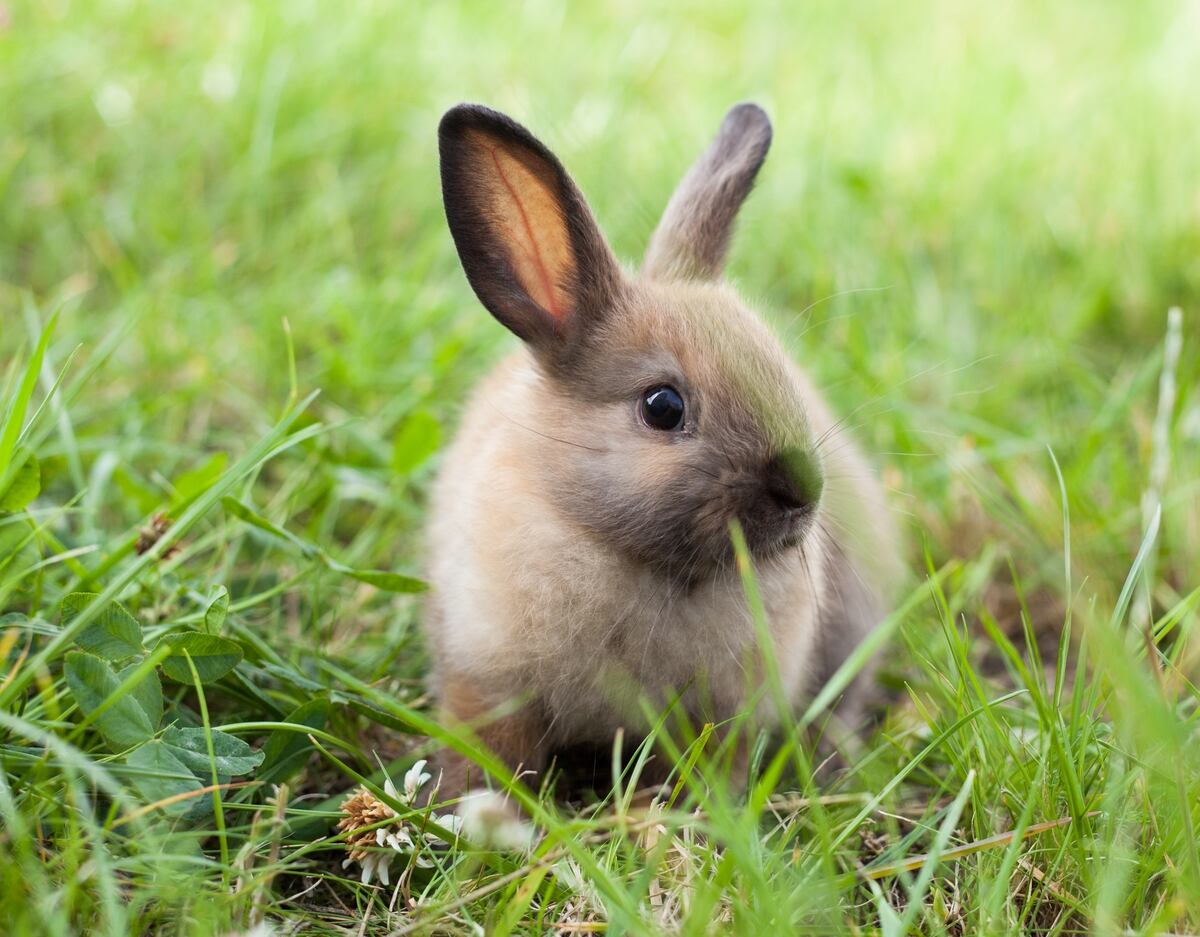 Air Force Rebuffs Peta Won T Stop Killing Rabbits For Academy