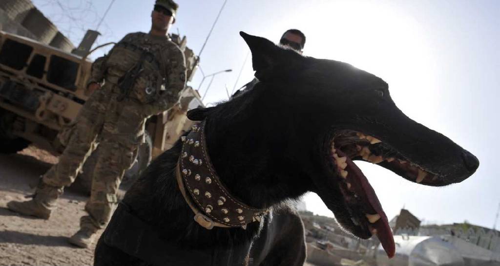 why are dogs used to detect bombs