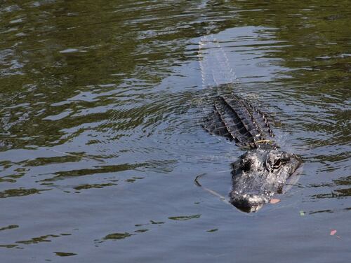 An American alligator swims in a cypress swamp in the Jean Lafitte National Historical Park and Preserve, Barataria, La., on April 22, 2017. (Thomas Watkins/AFP via Getty Images)