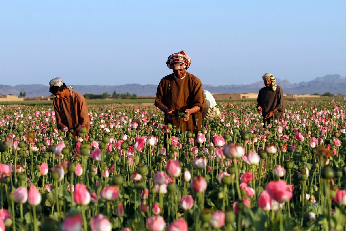 Opium production up 87 percent in Afghanistan