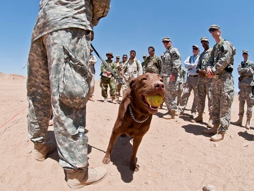 A 3-year-old chocolate lab and tactical explosives detector dog chews on a tennis ball at the National Training Center on Fort Irwin, Calif., in 2012. (Sgt. Christopher M. Gaylord/Army)