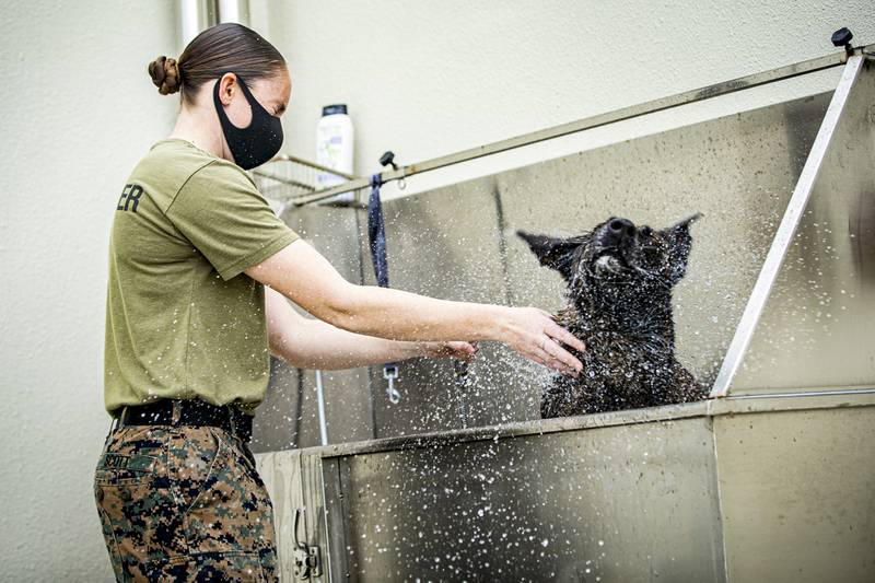 Marine Corps Sgt. Suzette Scott, a chief trainer with the Marine Corps Base Camp Butler Provost Marshal’s Office, Military Working Dog (MWD) section, grooms MWD Shiva, on Camp Hansen, Okinawa, Japan, Feb. 3, 2020.