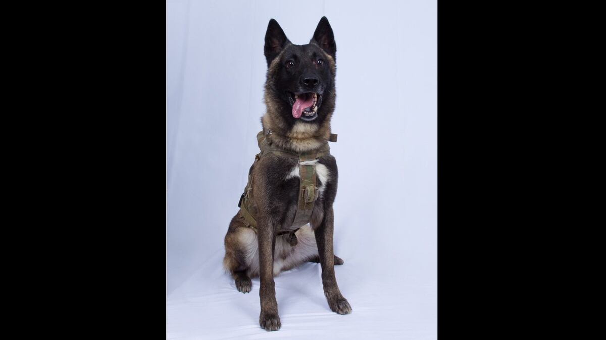 Injured Military Dog Who Chased Down Al Baghdadi Returned To Full Duty