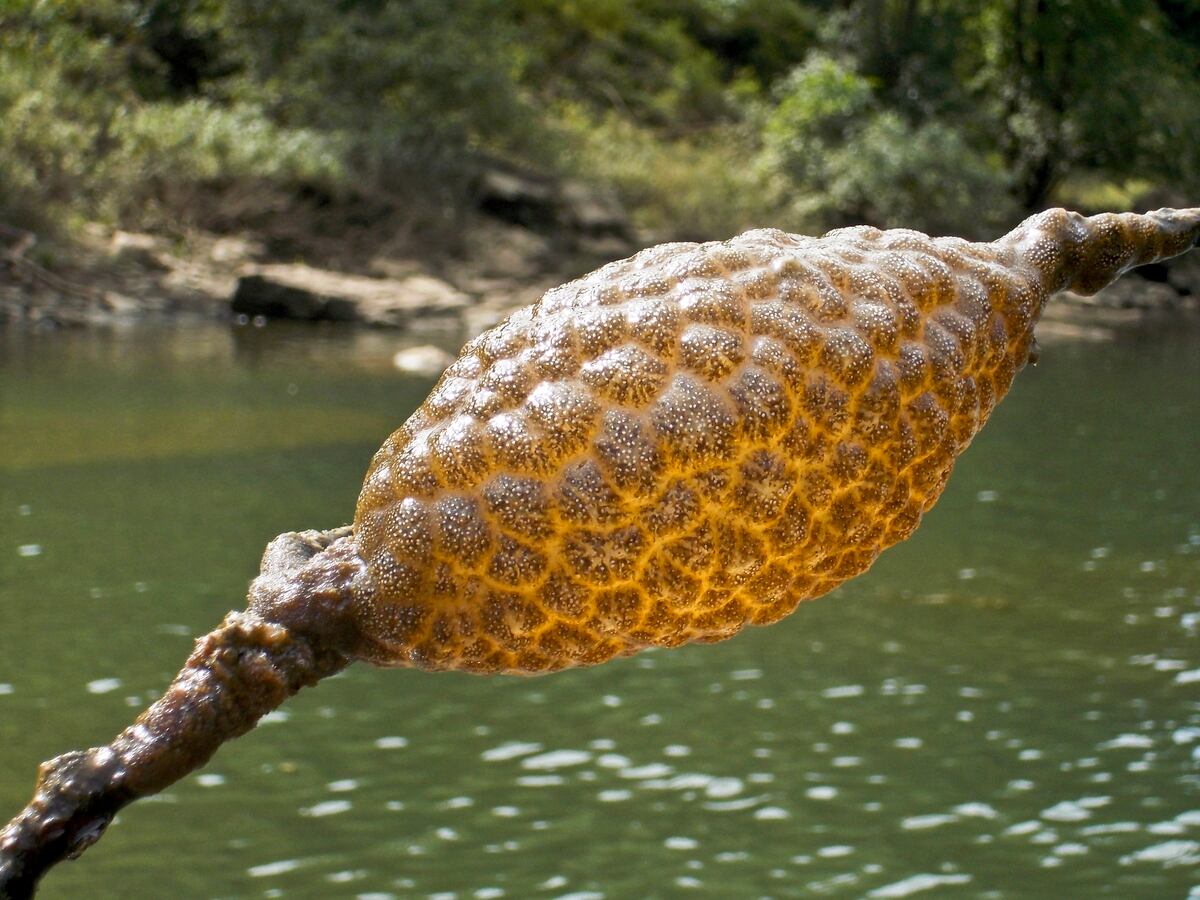 Meet the moss animals that clog ship intakes