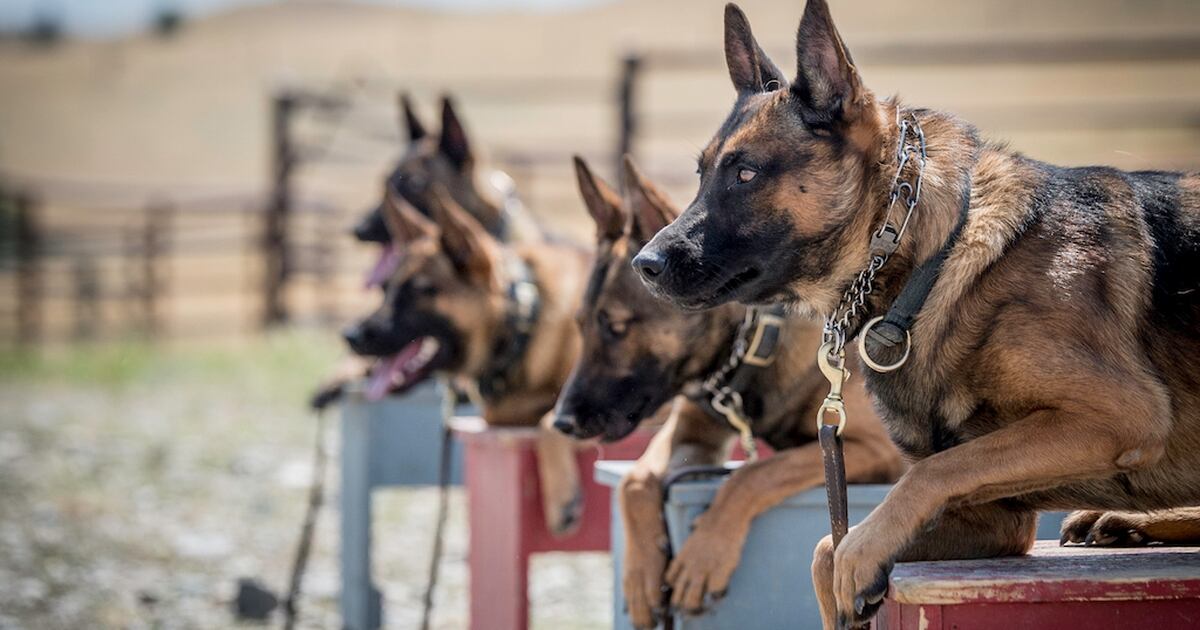 This Veteran Owned Company Trains Some Of The Best Protection Dogs In The World