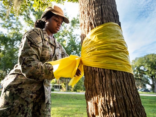 Military suicides have outpaced the rate among the general U.S. population, but it's not clear why. JACKSONVILLE, Fla. (Sept. 10, 2019) Personnel Specialist Seaman Jenesis Fabian, assigned to Naval Station Mayport, ties a yellow ribbon around a tree at Mayport Memorial Park in recognition of Suicide Awareness Month. Participants tied yellow ribbons to represent the 46 active duty Sailors lost to suicide in 2019. (U.S. Navy photo by Mass Communication Specialist 3rd Class Alana Langdon/Released)