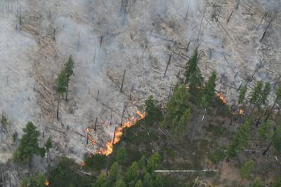 Trees burn as forest fires continue in eastern Oregon. Aug. 22, 2020.