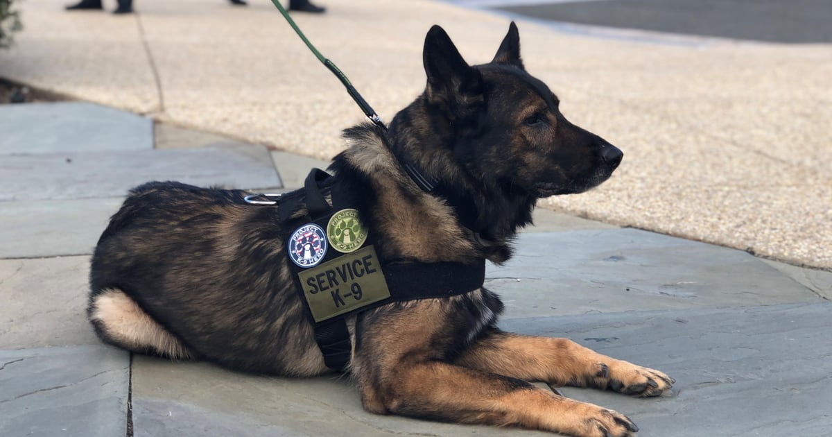 New K-9 legislation would provide federal funding for retired military working dogs’ medical expenses