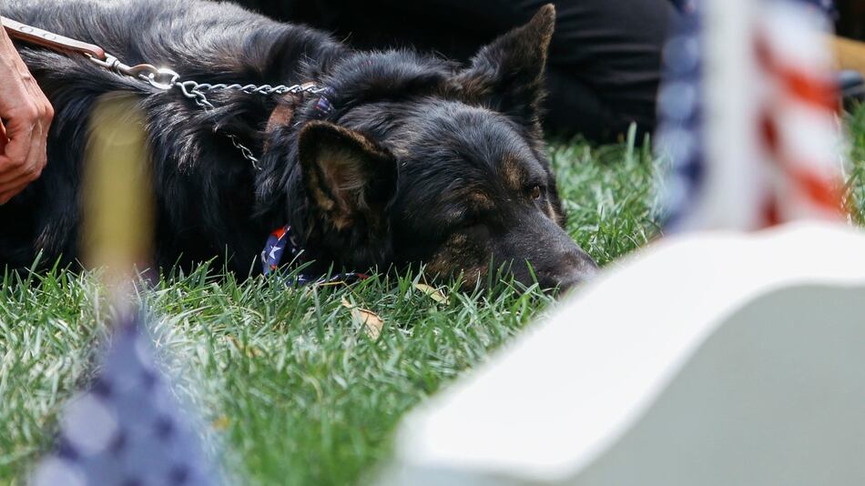 Ashes Of Marine Dog Buried At Michigan War Dog Memorial