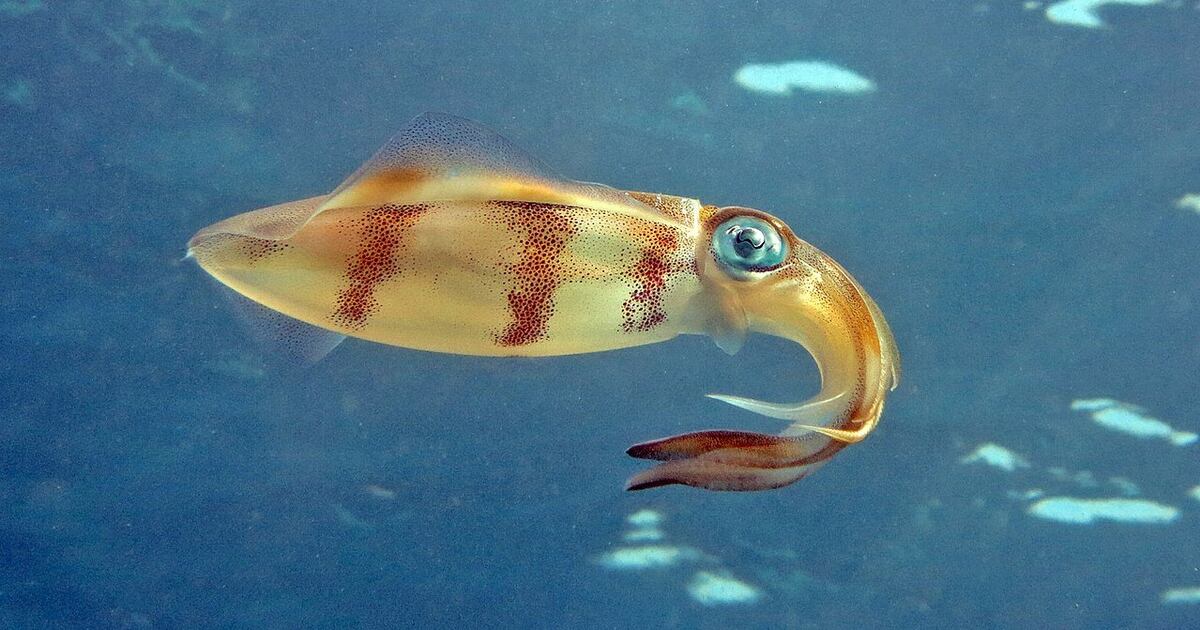 Is squid inspired propulsion all it s kraken up to be?