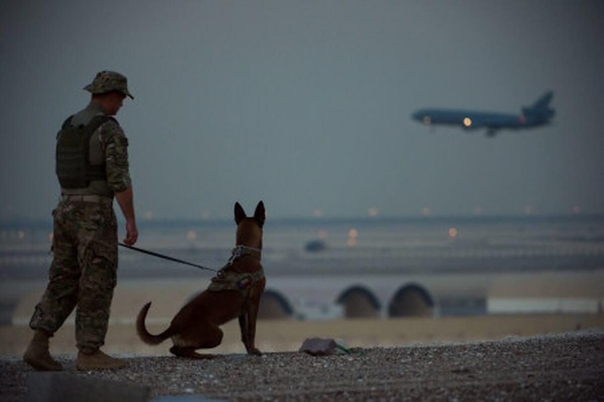 Five War Dogs You D Want In Your Squad