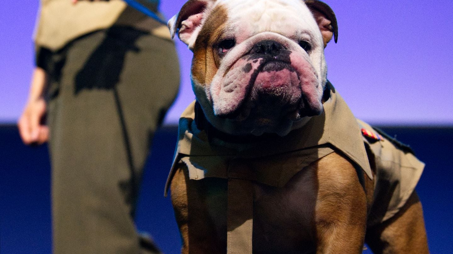 Lance Cpl. Chesty XVI, the Marine Corps’ official mascot, makes an appearance April 9, 2024, at the Sea-Air-Space conference in Maryland. (Colin Demarest/C4ISRNET)