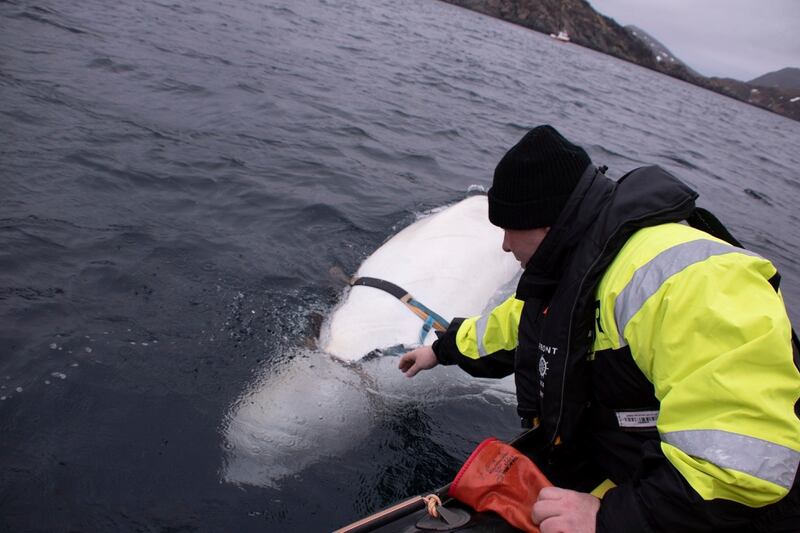Joergen Ree Wiig tries to reach the harness attached to a beluga whale before Norwegian fishermen were able to removed the tight harness on Friday, April 26, 2019. (Joergen Ree Wiig/Norwegian Direcorate of Fisheries Sea Surveillance Unit via AP)