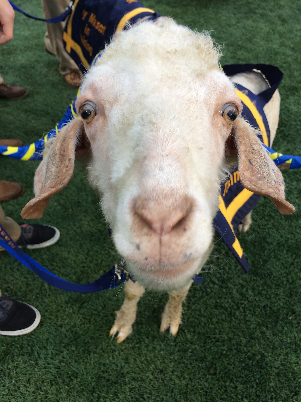Bad Food Choice Fails To Keep Goat Bill 36 From Army Navy Game