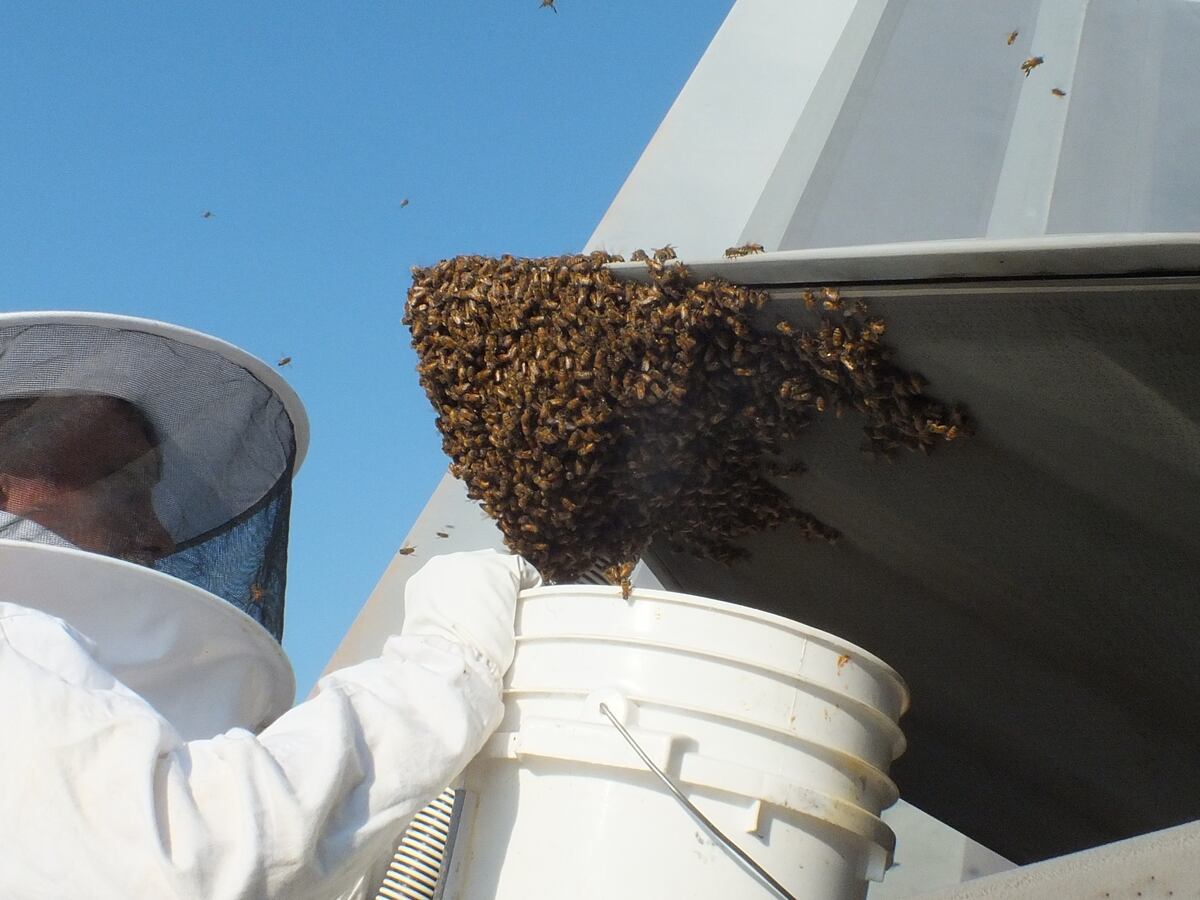 F 22 Raptor Encounters Formidable Foe 20 000 Honey Bees