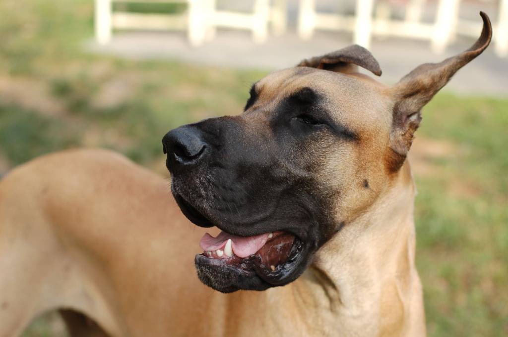 Nasty To Have Service Dog In Restaurant Customer Says