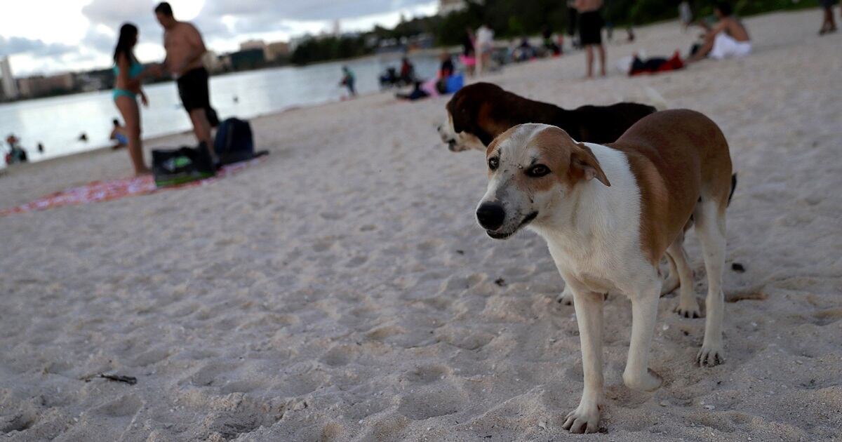 United's pet-policy update a reprieve for troops planning ...