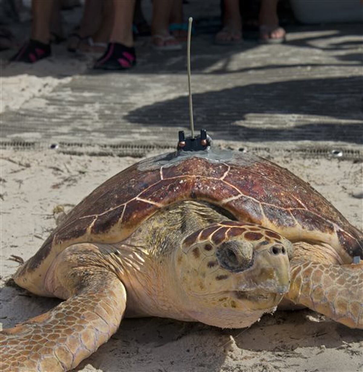 Coast Guard Will Help Release Sea Turtle Hatchlings