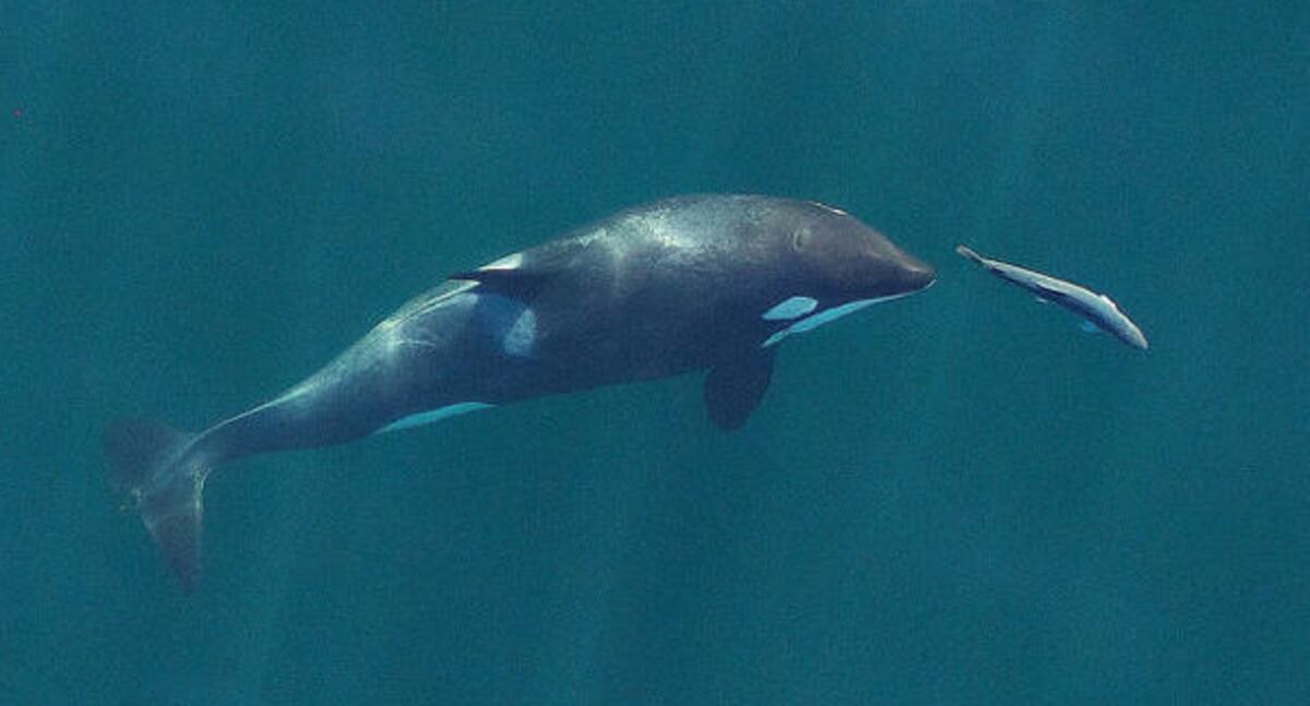 Lummi Tribe S Efforts To Save Orcas Include Ending Navy Tests