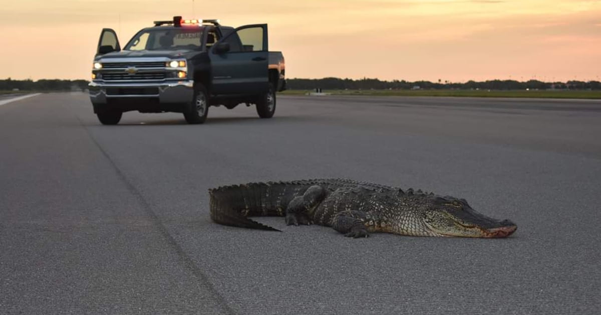 Now That S Some Fod Alligator Wanders Onto Macdill Flightline