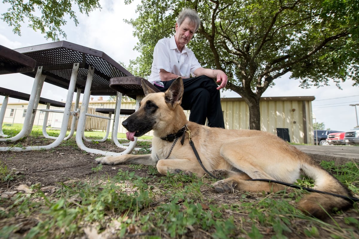 Retired Military Working Dogs Up For Adoption At Joint Base San Antonio Lackland