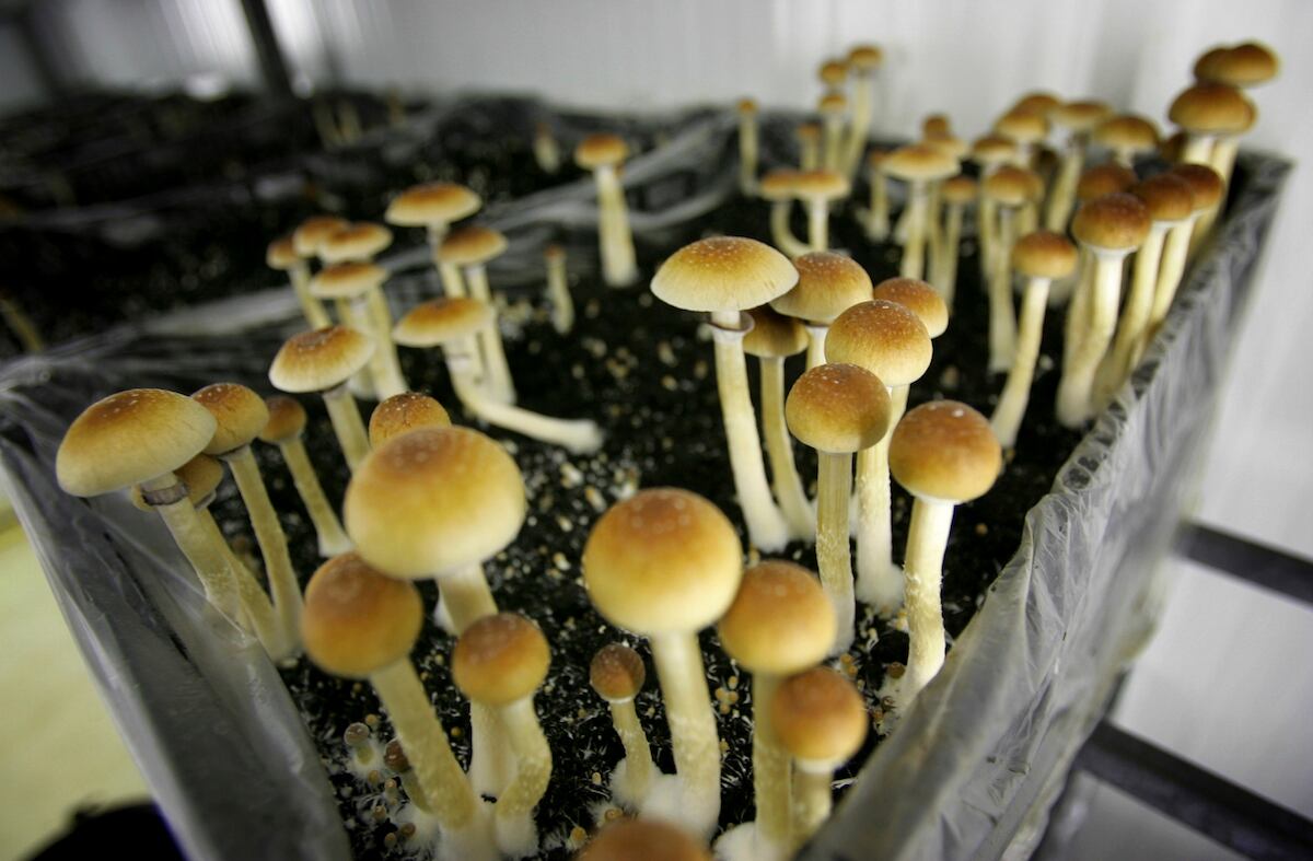 Can Lsd And Magic Mushrooms Help Win Wars This Marine Officer Says Yes 1,234 mushroom malaysia products are offered for sale by suppliers on alibaba.com, of which industrial humidifier accounts for 1%, fungus accounts for 1%, and shiitake accounts for 1. can lsd and magic mushrooms help win