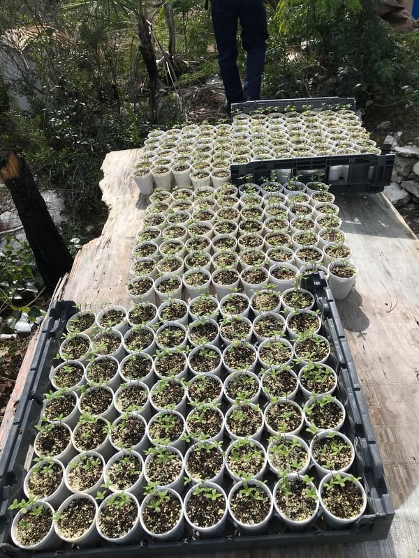 Cannabis found by Coast Guard, Drug Enforcement Administration and Bahamian authorities at Andros Island, Bahamas, on Feb. 7 during an operation to find and eradicate 200,000 marijuana plants. (Coast Guard)