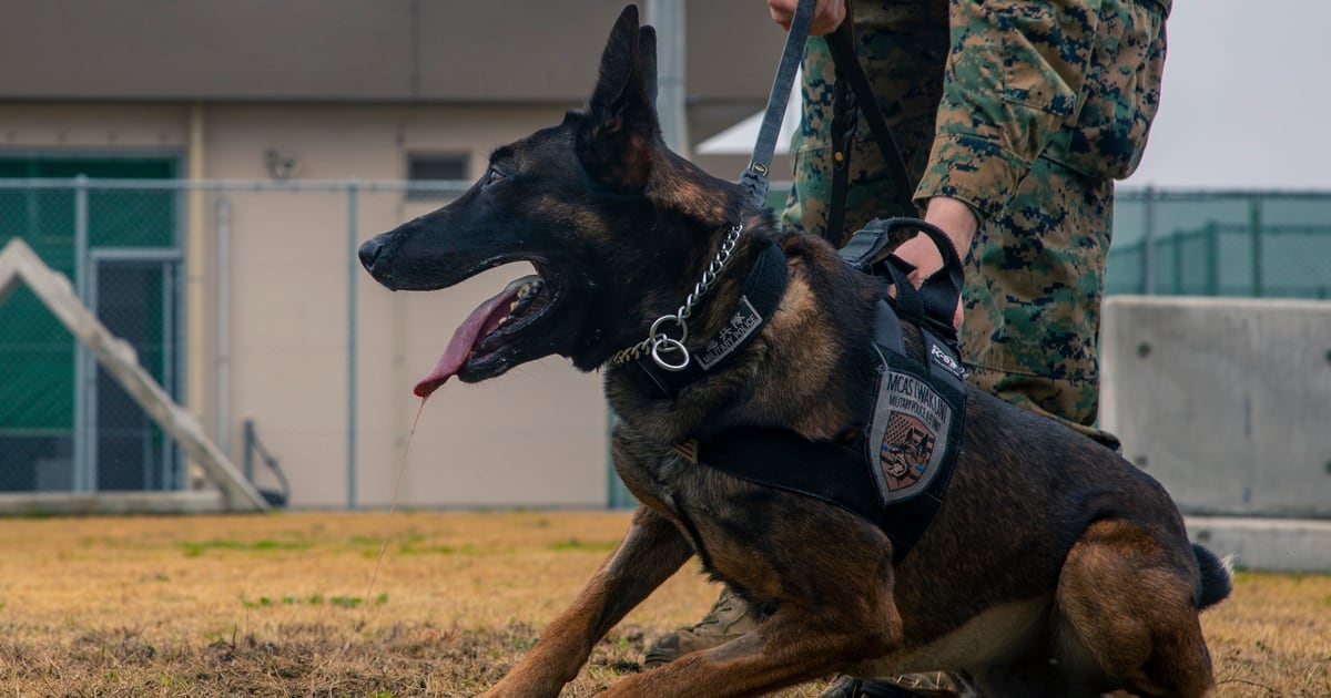 President Trump Takes A Paws To Honor Military Working Dogs