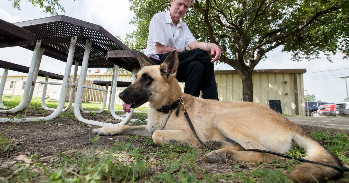 Retired Military Working Dogs Up For Adoption At Joint Base San