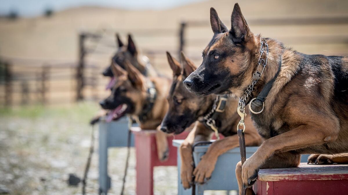 This Veteran Owned Company Trains Some Of The Best Protection Dogs In The World