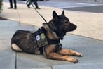 New K-9 legislation would provide federal funding for retired military working dogs’ medical expenses