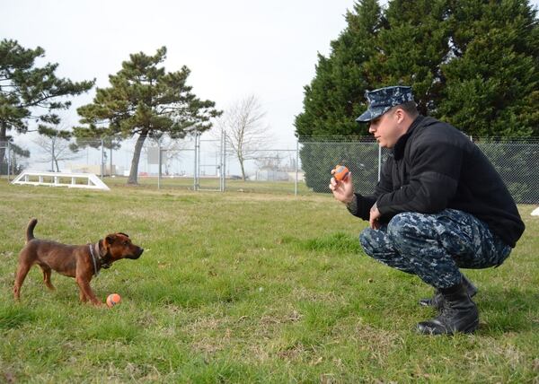Diminutive drug-sniffing dog training at Norfolk naval base