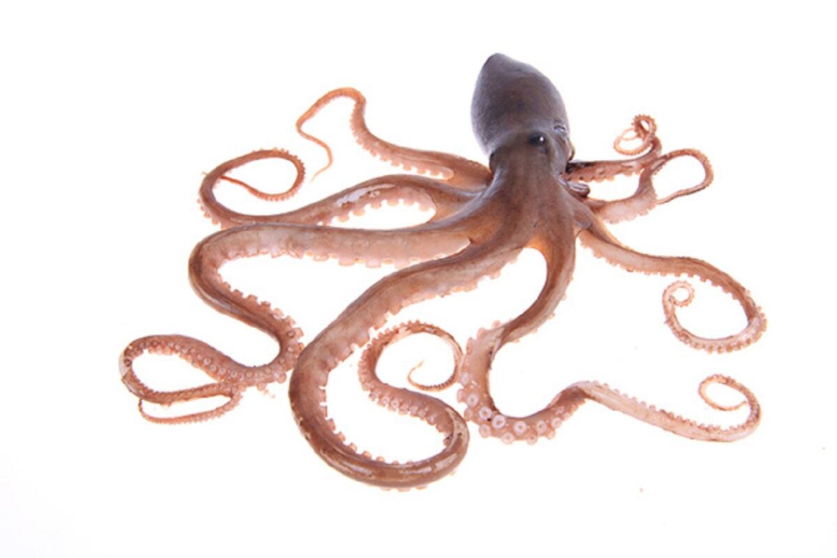 Army Researchers Are Developing A Self Aware Squid Like Robot You