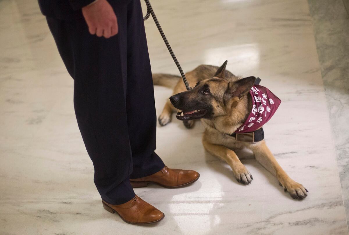 Is adopting a service dog right for you? What veterans