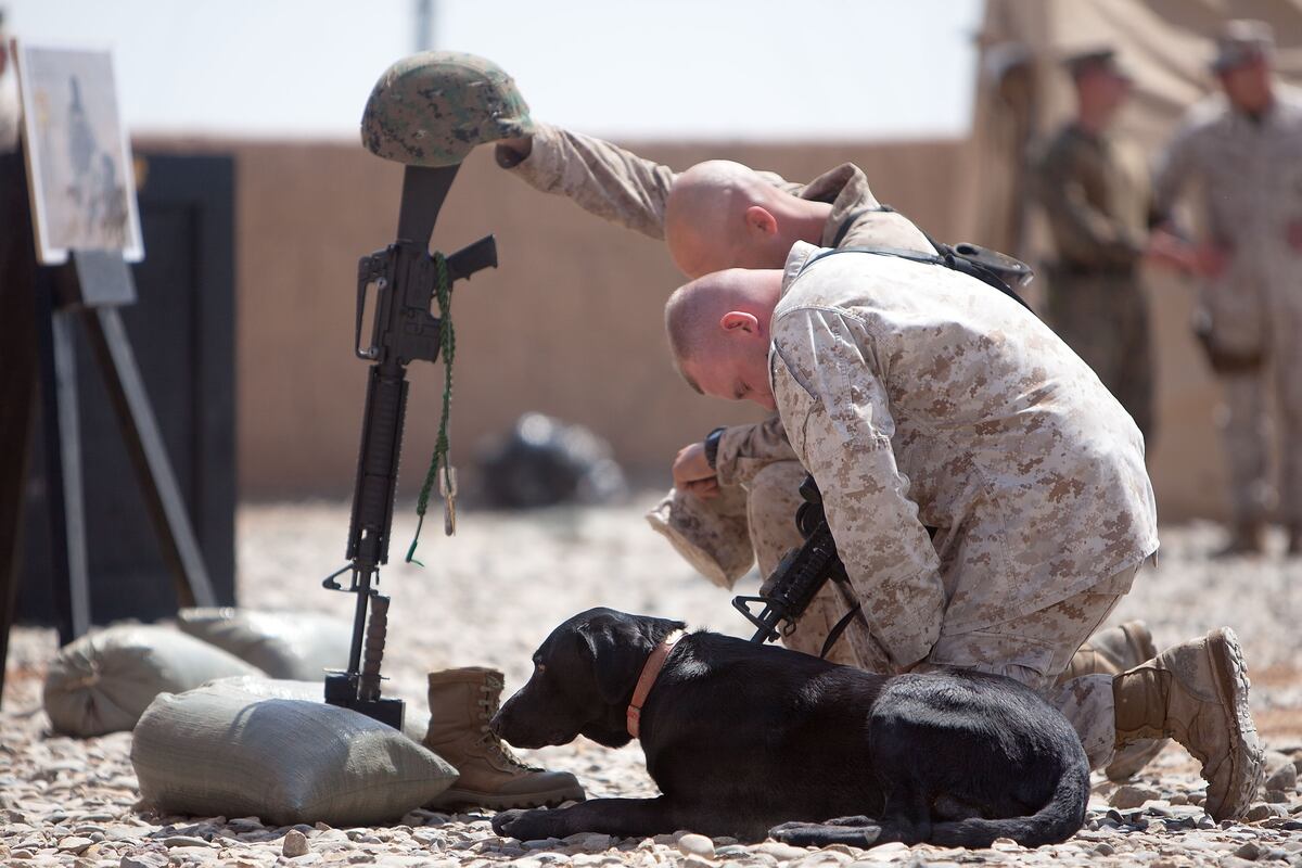 Two Marine Corps K 9s Earn Highest Honor For Military Working Dogs