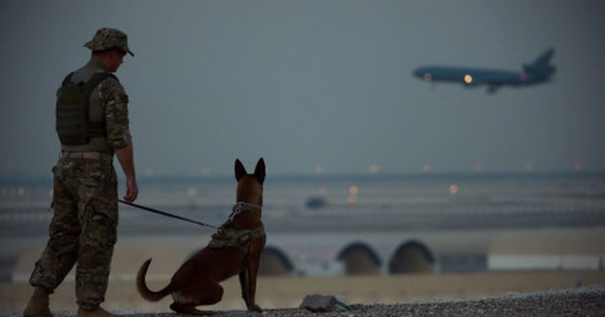 Five War Dogs You D Want In Your Squad