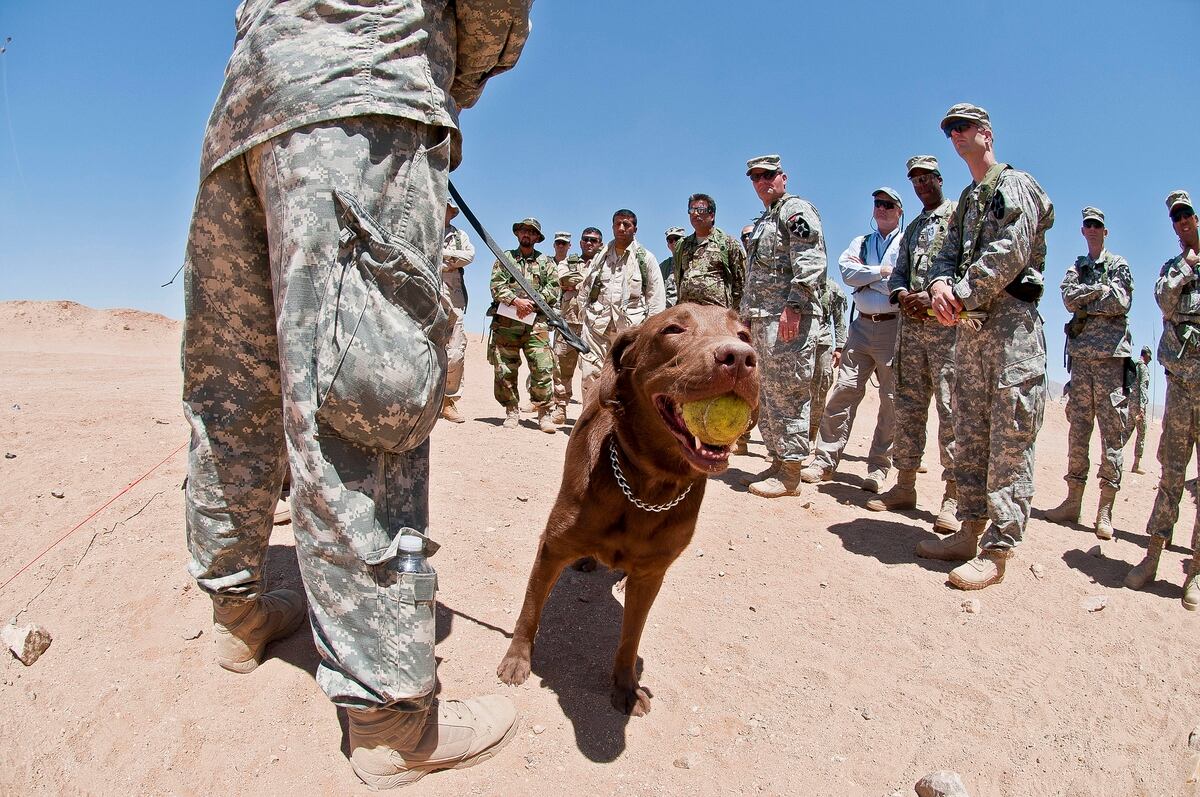 Army Mishandled Bomb Sniffing Dogs From Afghanistan Report Says