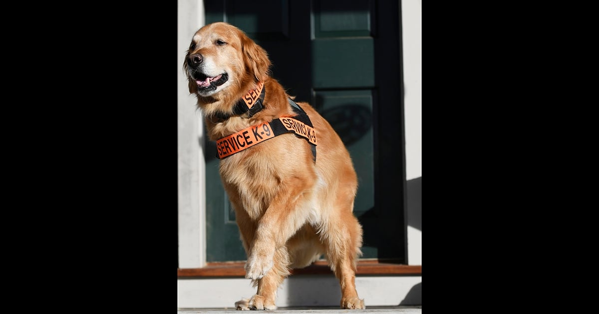 Service Dog Whose Story Raised Awareness Of Ptsd Has Died