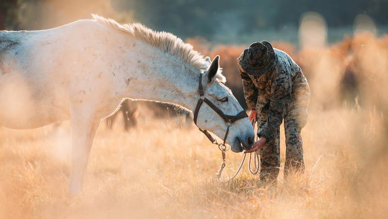 Marine Corps Cpl. William L. Stewart feeds a mule during an Animal Packer Course as a part of Mountain Training Exercise 1-21 at the Marine Corps Mountain Warfare Training Center in Bridgeport, Calif., Oct. 8, 2020.