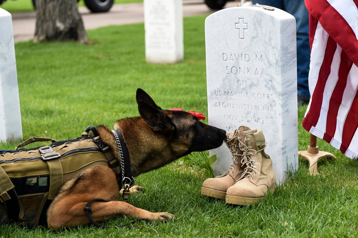 Marsoc Honors Fallen Marine Dog Handler
